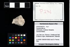 Foto (Objekt + Etikett) von Goniodromites sp.  (NHMW-GEO-2014-0194-0276)